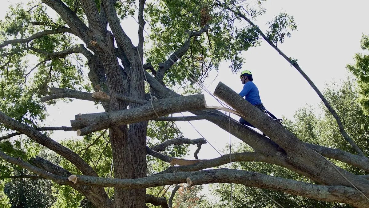 Professional Crown Thinning performed by certified arborists in Knotts Island