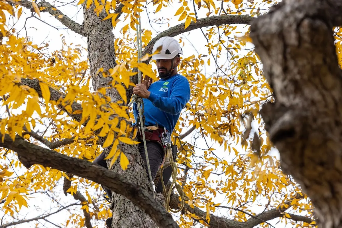 Skilled Tree Pruning crew working in Knotts Island